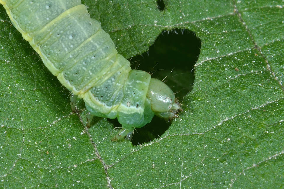 Operophtera brumata bruco