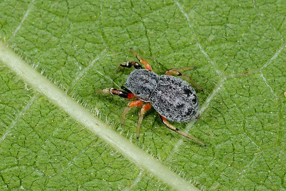 Ballus rufipes - Cascina (PI)