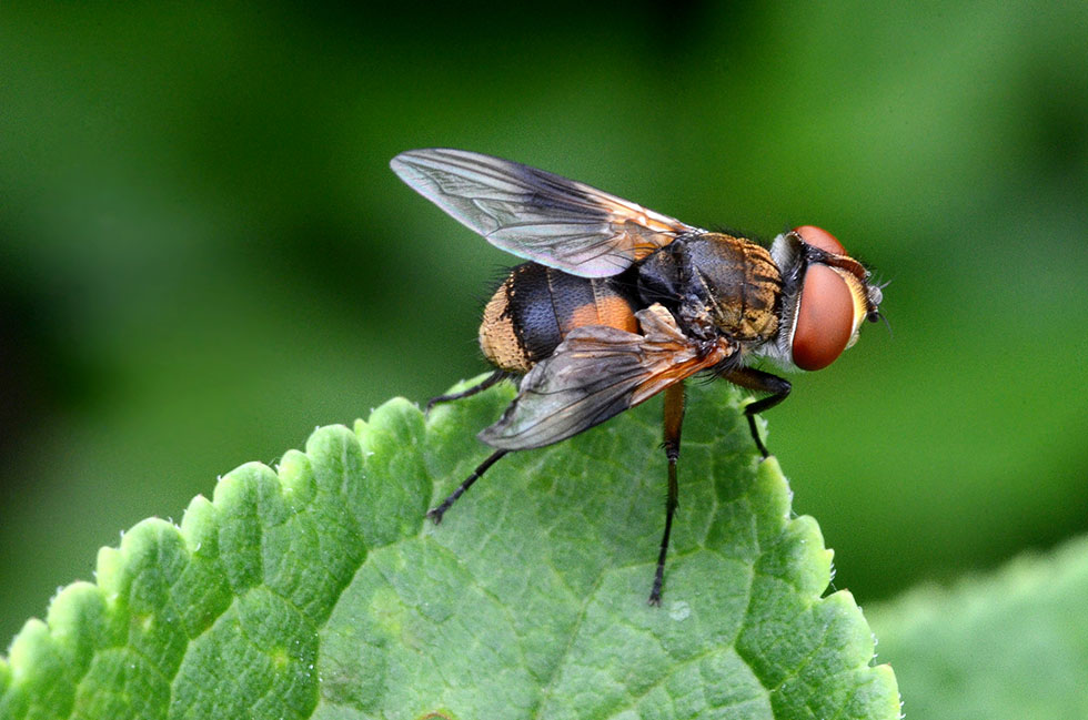 Ectophasia crassipennis?