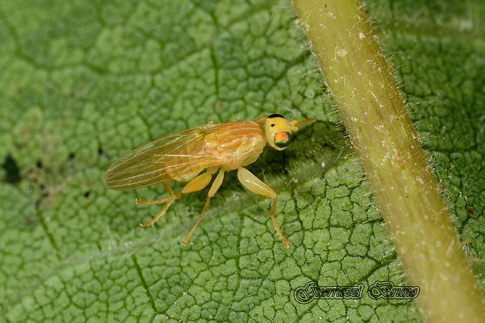 Identificazione dittero