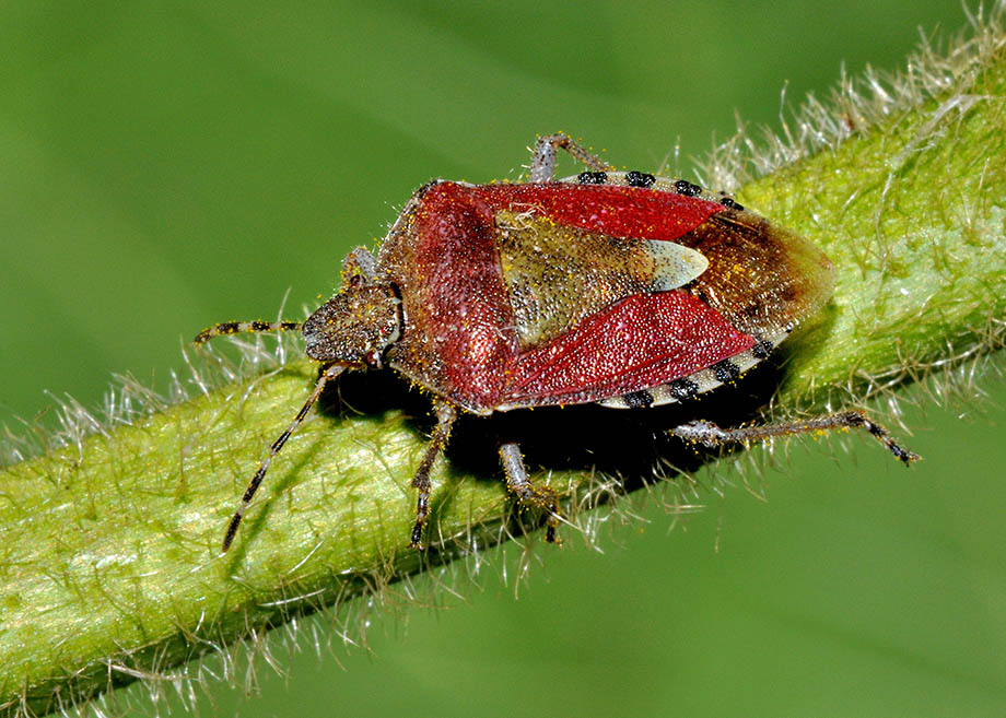 Pentatomidae: Dolycoris baccarum