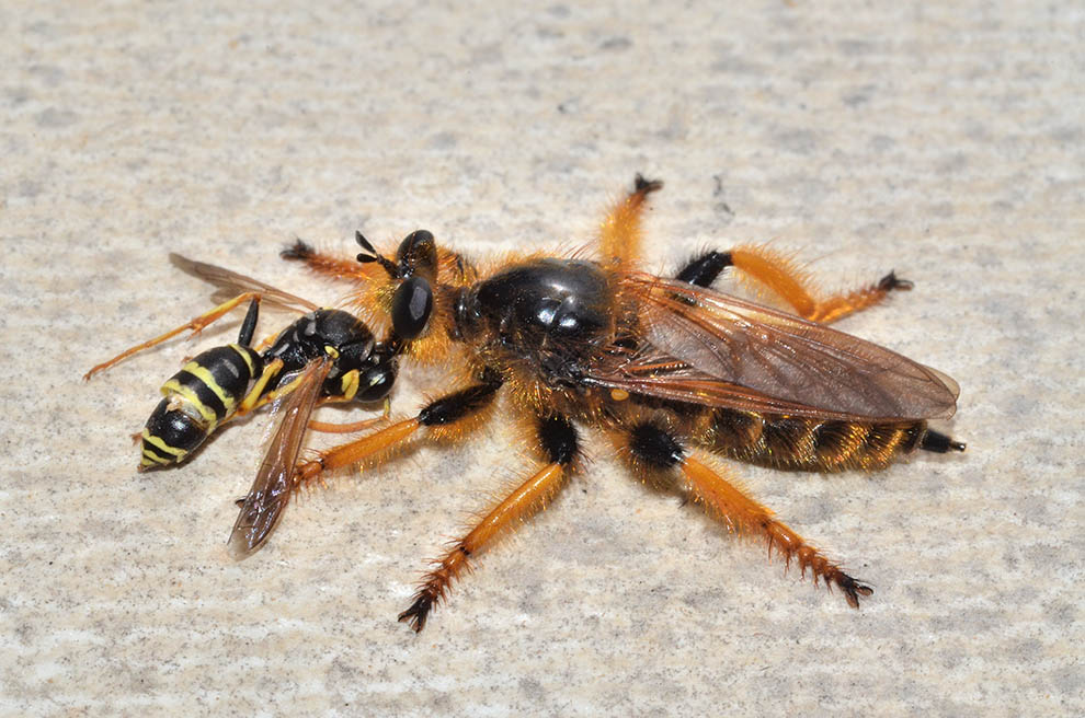 Pogonosoma maroccanum?