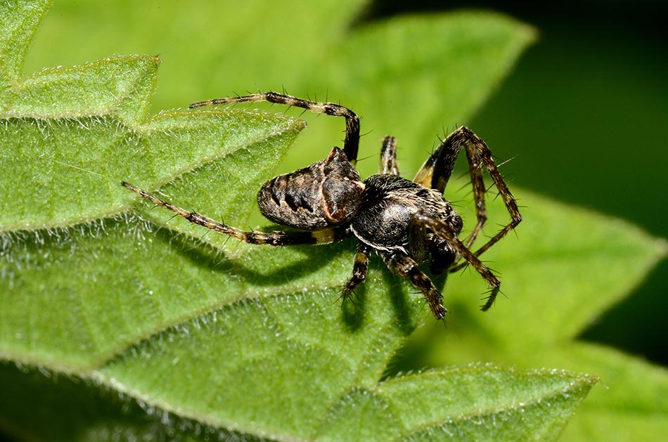 Coppia di Gibbaranea bituberculata - Cascina (PI)