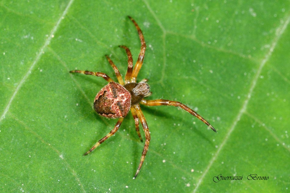 Gibbaranea sp. - Cascina (PI)