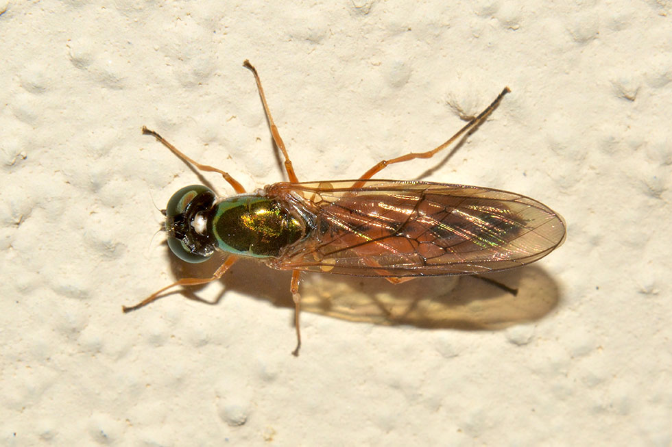 Stratiomyidae, Sargus sp.