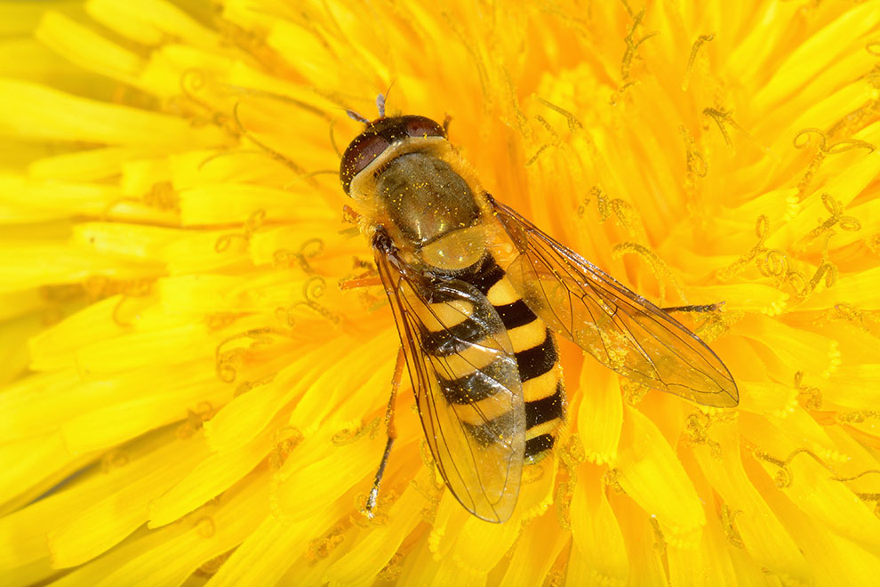 Syrphus ribesii?  S, femmina