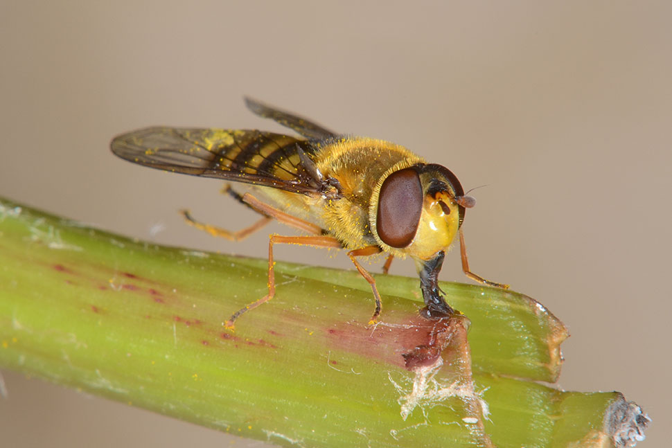 Syrphus ribesii?  S, femmina