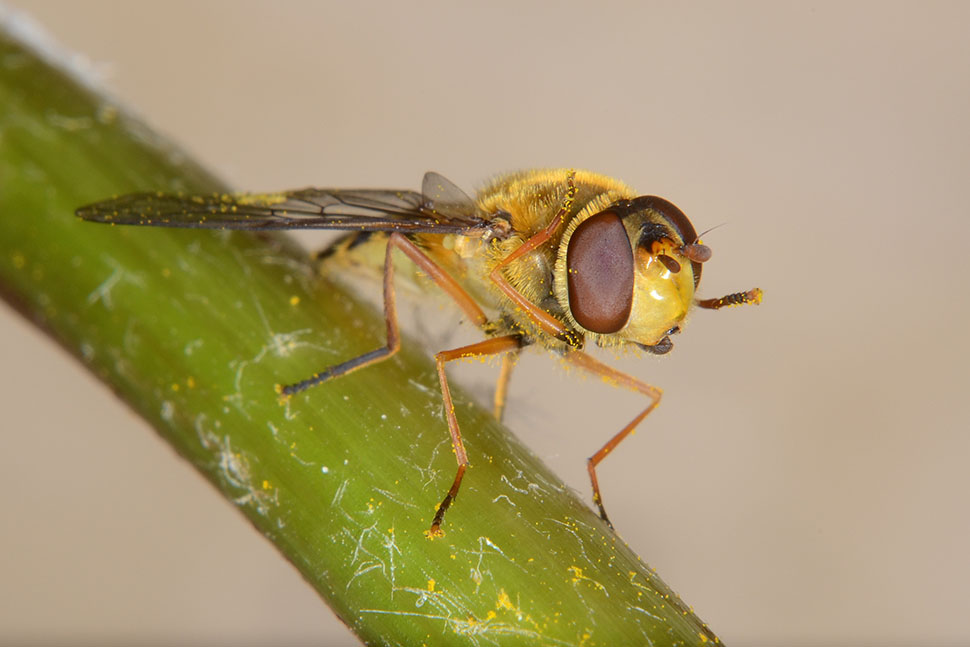 Syrphus ribesii?  S, femmina