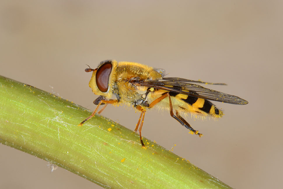 Syrphus ribesii?  S, femmina