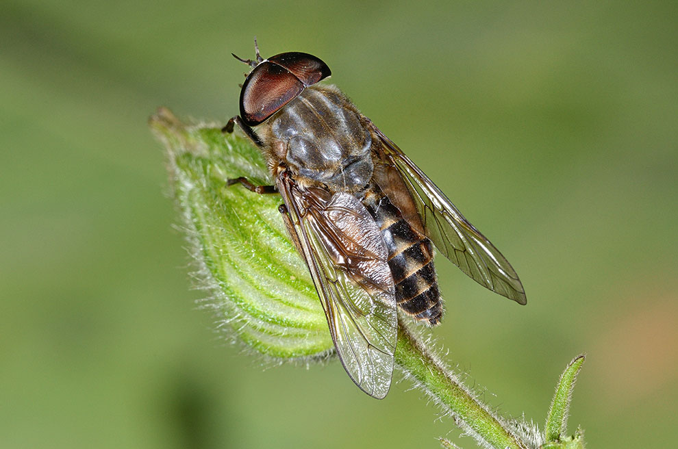 Identificazione sirfide