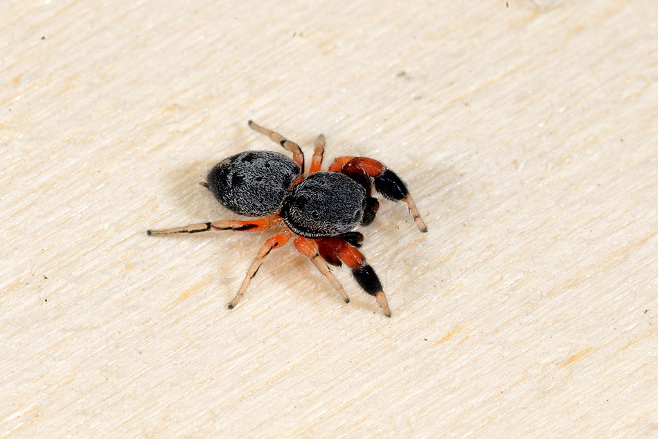 Ballus rufipes - Cascina (PI)