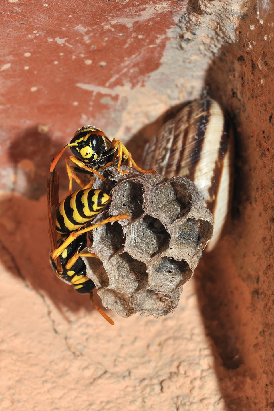 Nido di Polistes gallicus sopra una chiocciola