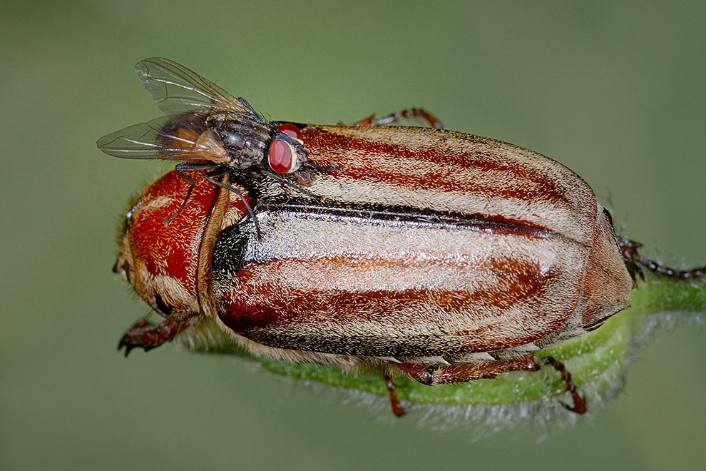 Musca domestica?