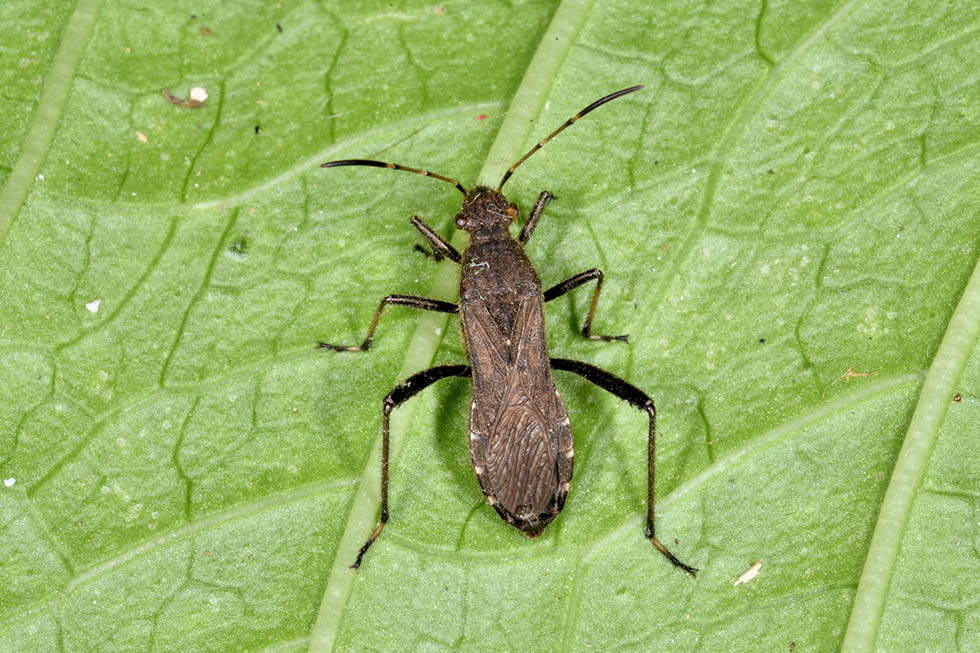 Alydidae:  Alydus calcaratus di Cascina (PIsa)