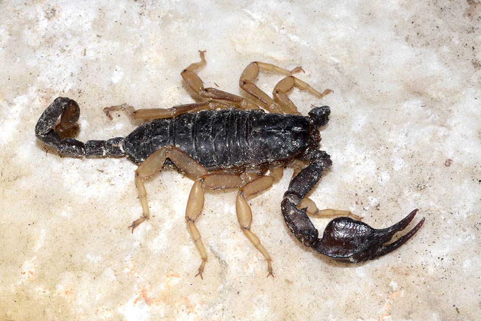 Euscorpius flavicaudis - Certosa di Calci (Pisa)