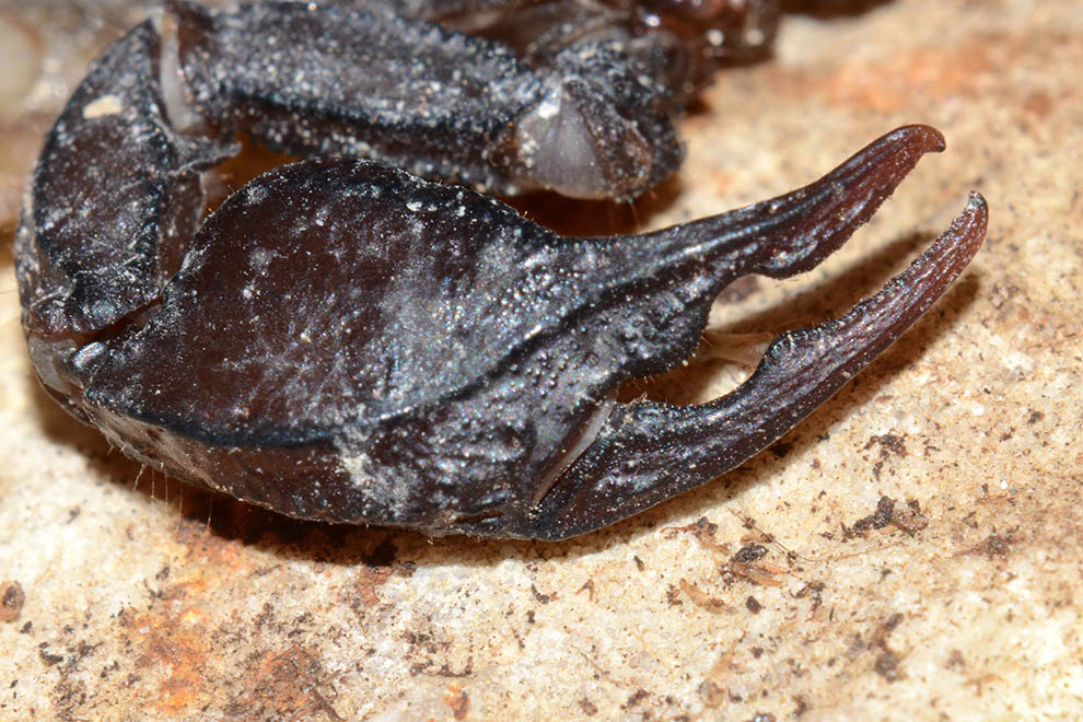 Euscorpius flavicaudis - Certosa di Calci (Pisa)