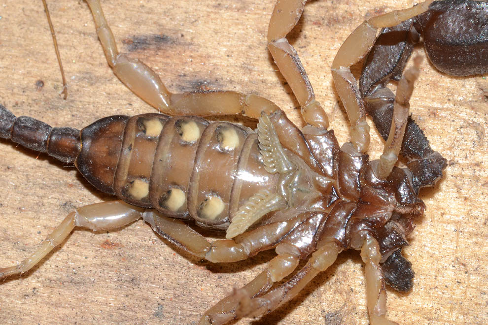 Euscorpius flavicaudis - Certosa di Calci (Pisa)