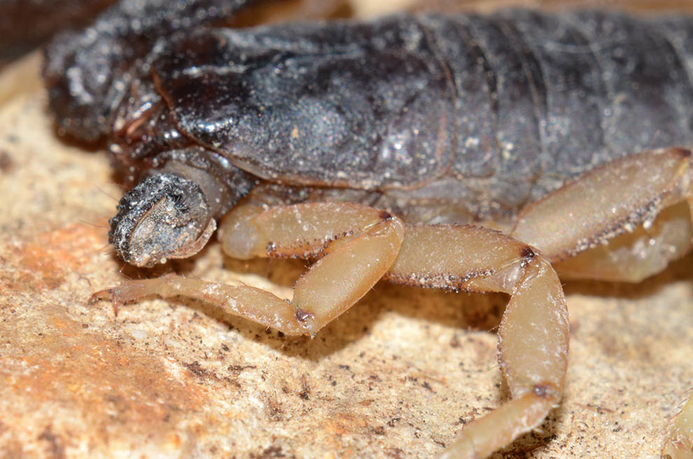 Euscorpius flavicaudis - Certosa di Calci (Pisa)