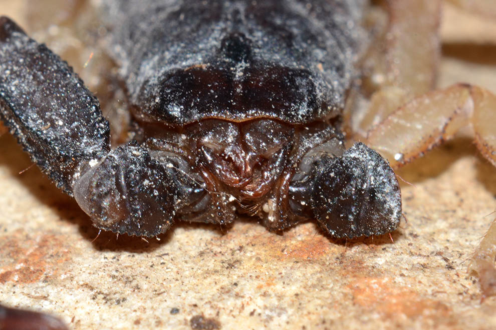 Euscorpius flavicaudis - Certosa di Calci (Pisa)