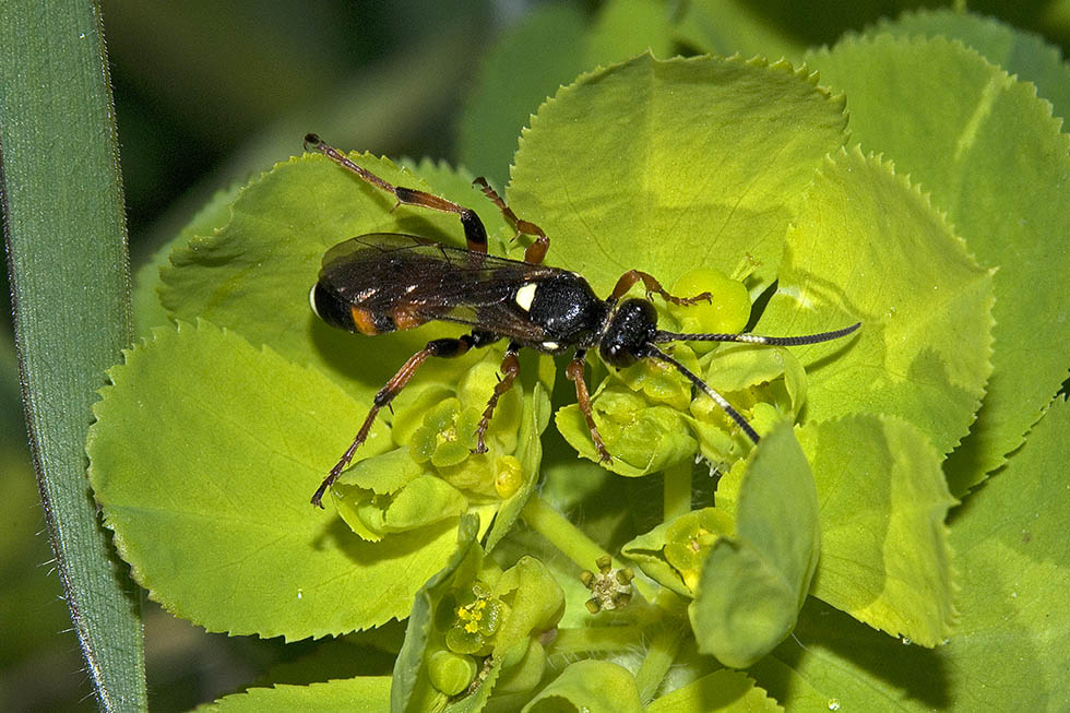 femmina di Ichneumon sp., (cf.) Ichneumonidae