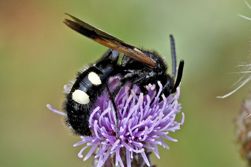 Scolia sexmaculata, maschio, Scoliidae