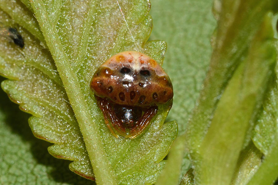 Cyrtarachne ixoides - Cascina (PI)