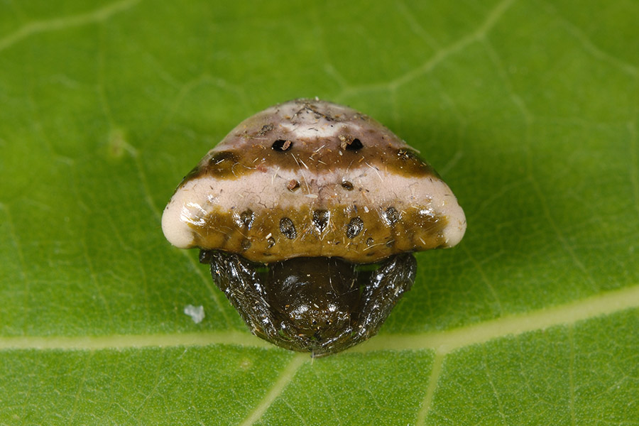 Cyrtarachne ixoides - Cascina (PI)