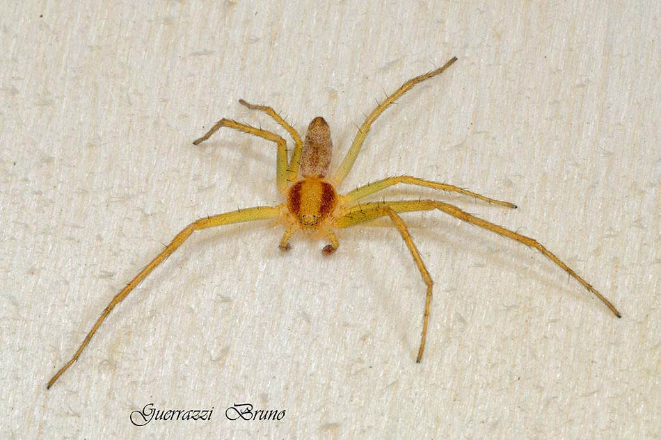 Philodromus rufus - Cascina (PI)