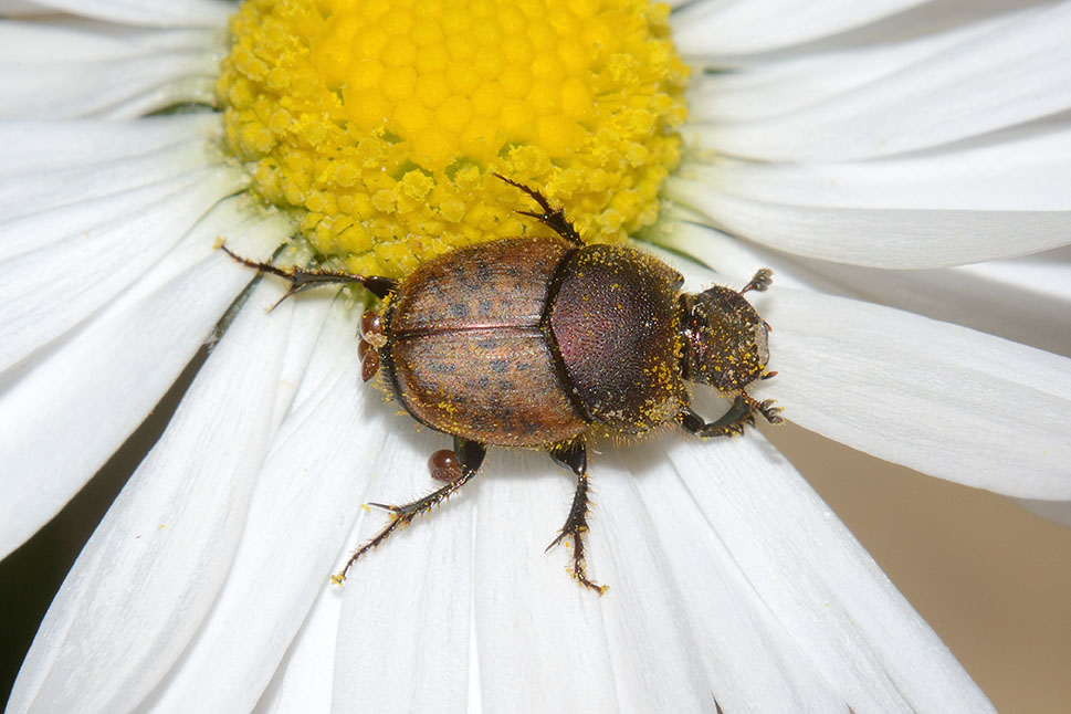 Onthophagus (Palaeonthophagus) coenobita (cf), Scarabaeidae