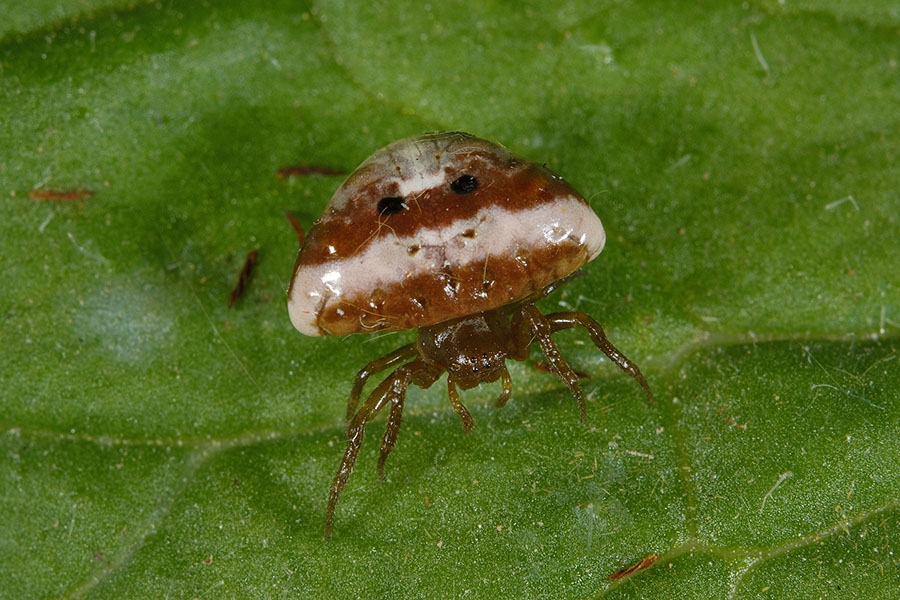 Cyrtarachne ixoides - Cascina (PI)