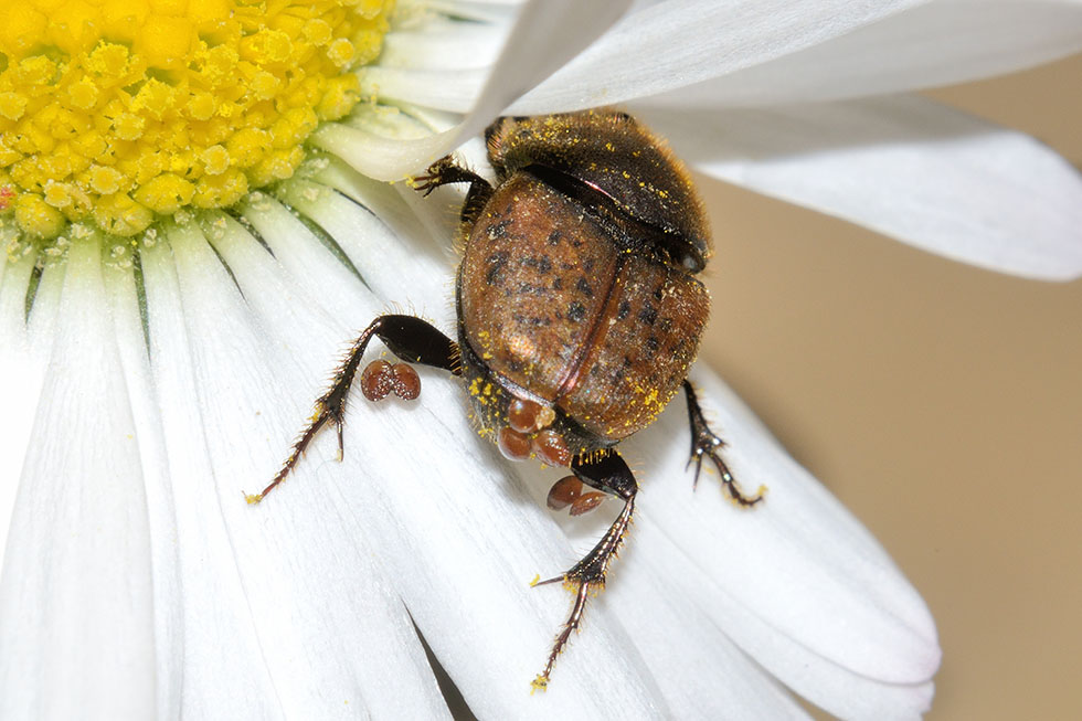 Onthophagus (Palaeonthophagus) coenobita (cf), Scarabaeidae