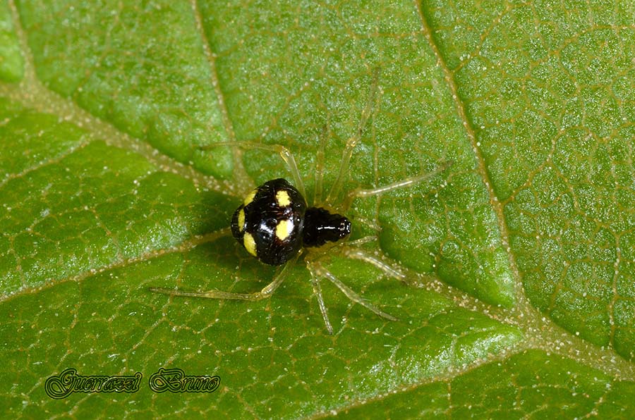 Theridula gonygaster - Cascina (PI)