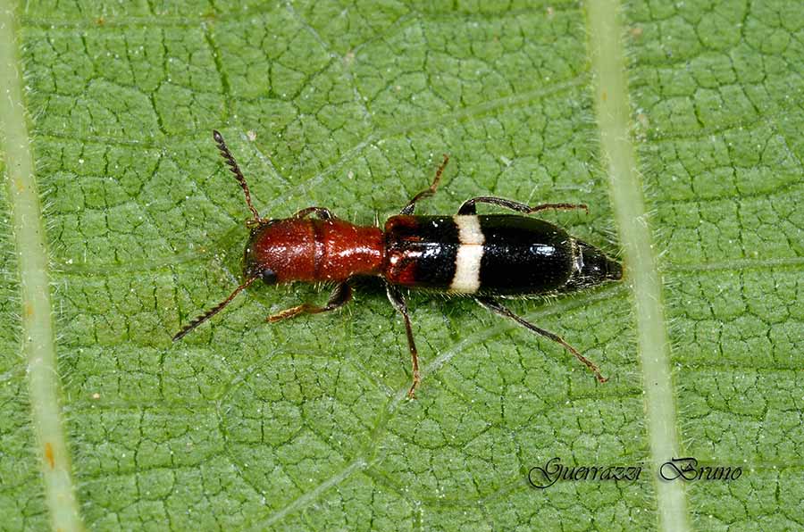 Id  coleottero: Denops albofasciatus