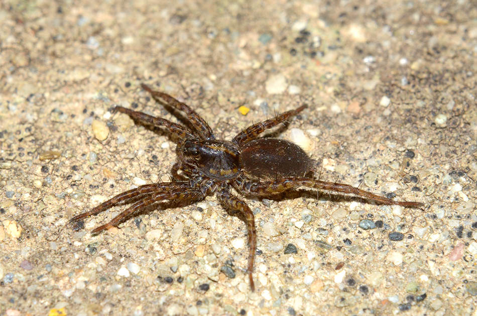 Pardosa sp. - Cascina (PI)