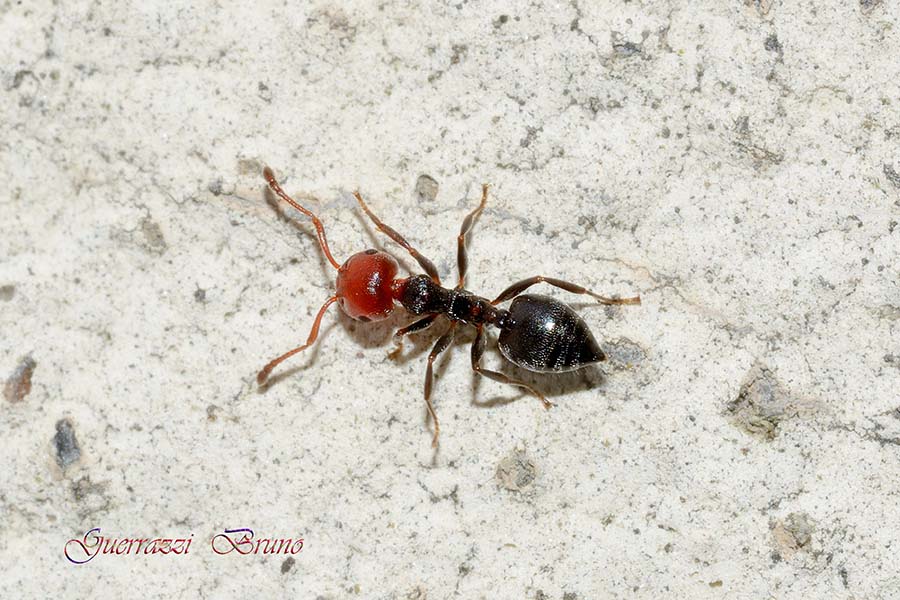 Crematogaster scutellaris