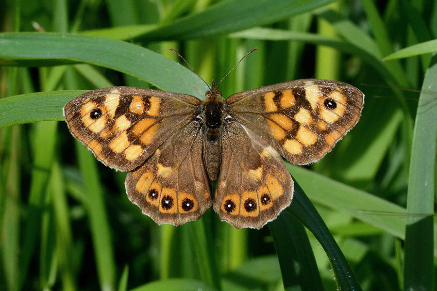 Identificazione Satyridae