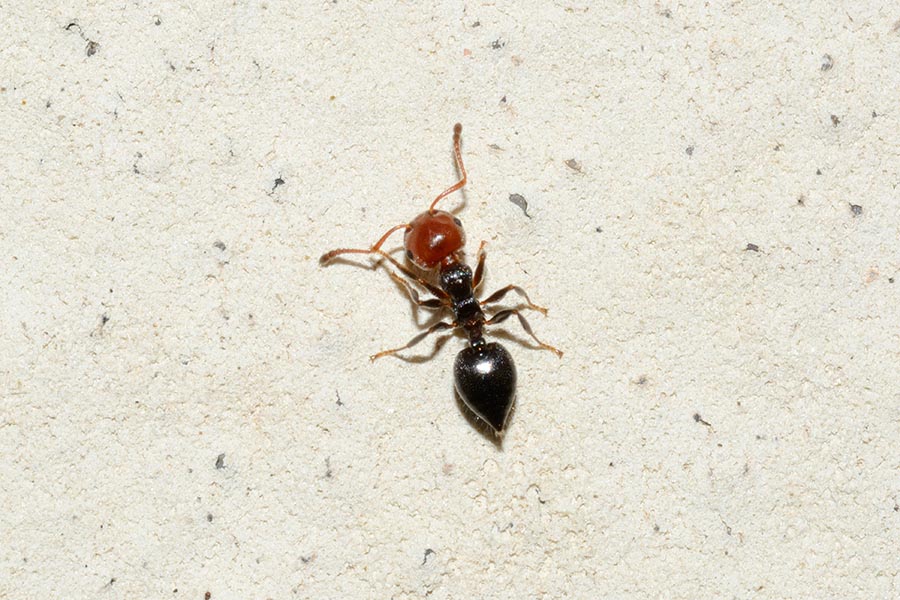 Crematogaster scutellaris