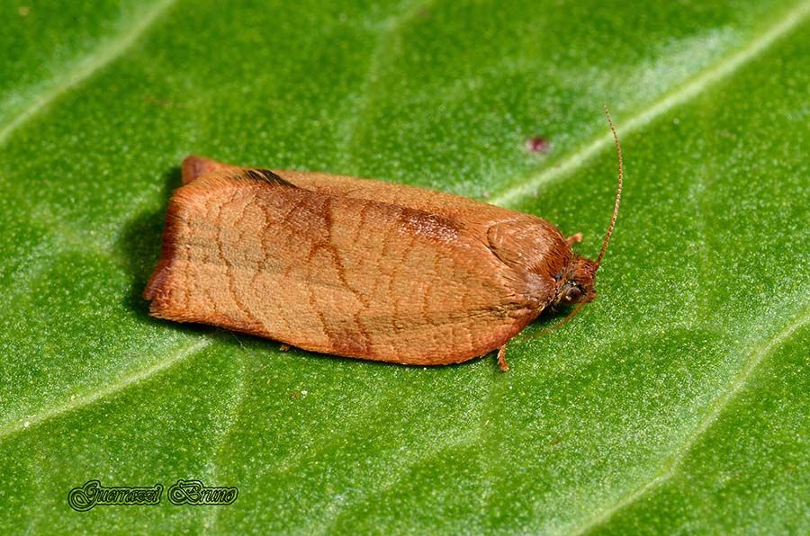 Identificazione Falena - Cacoecimorpha pronubana