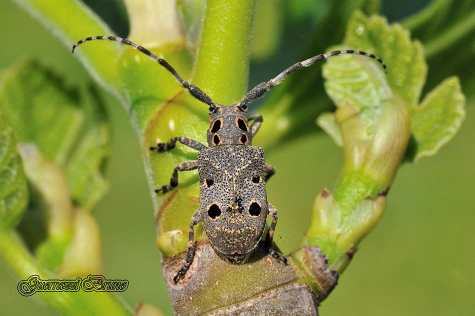 Mesosa curculionoides