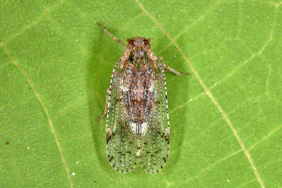 Identificazione Fulgoromorpha Cixiidae