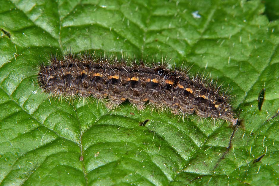 Identificazione bruco - Eilema caniola