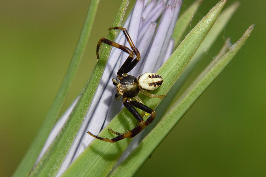 Thomisidae: Misumena vatia, maschio - Cascina (PI)