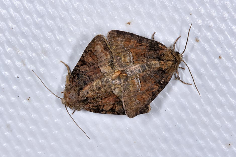 Identificazione falena: Oligia sp. - Noctuidae