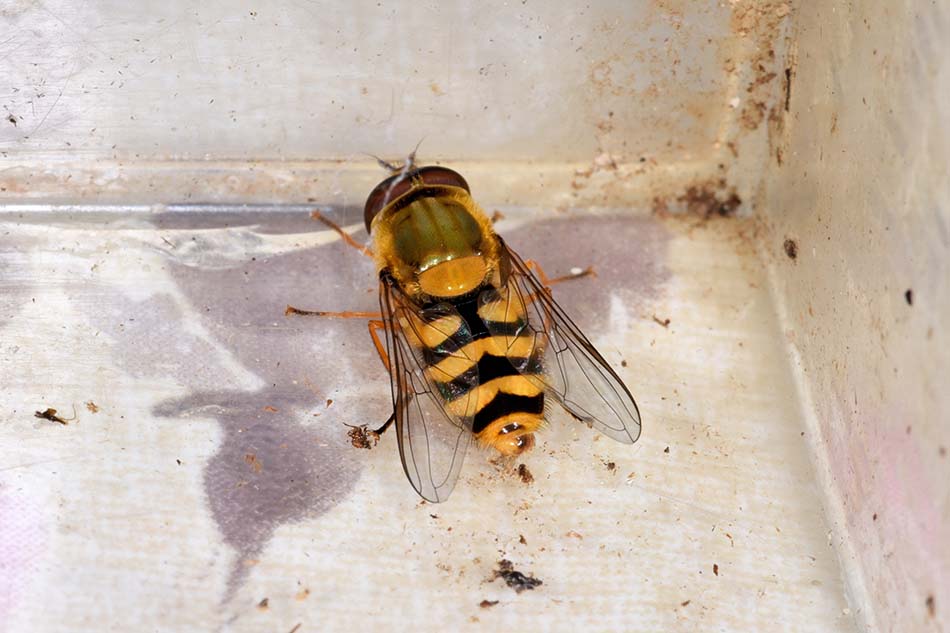 Larva di Syrphidae Syrphinae:  Syrphus ribesii femmina