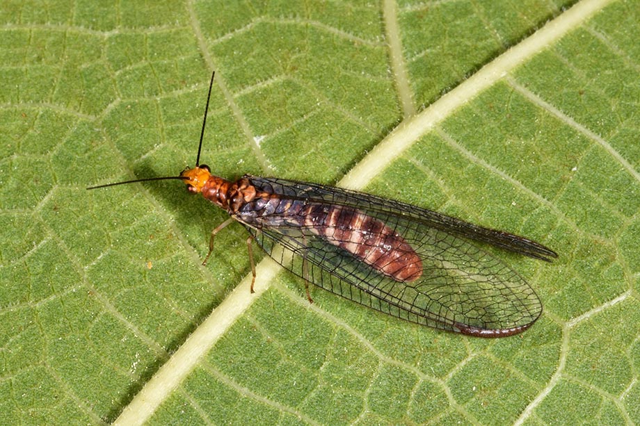 Chrysopidae: Nothochrysa capitata