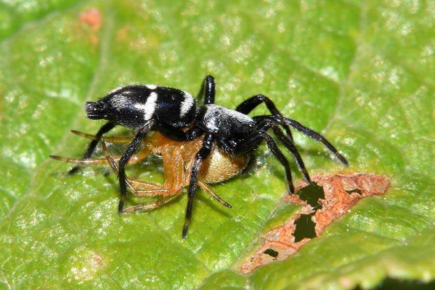 predatore ( Aphantaulax sp.) e preda (Araneidae)  - Cascina (PI)