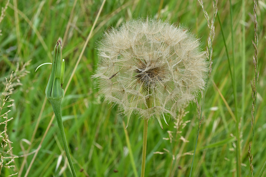 Tragopogon porrifolius