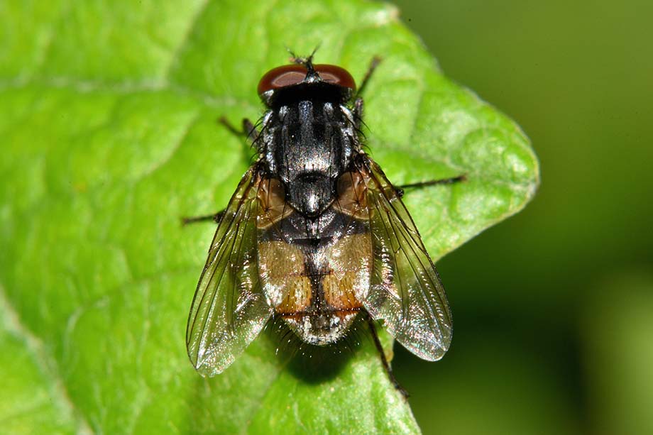 Muscidae: Musca autumnalis?   S !