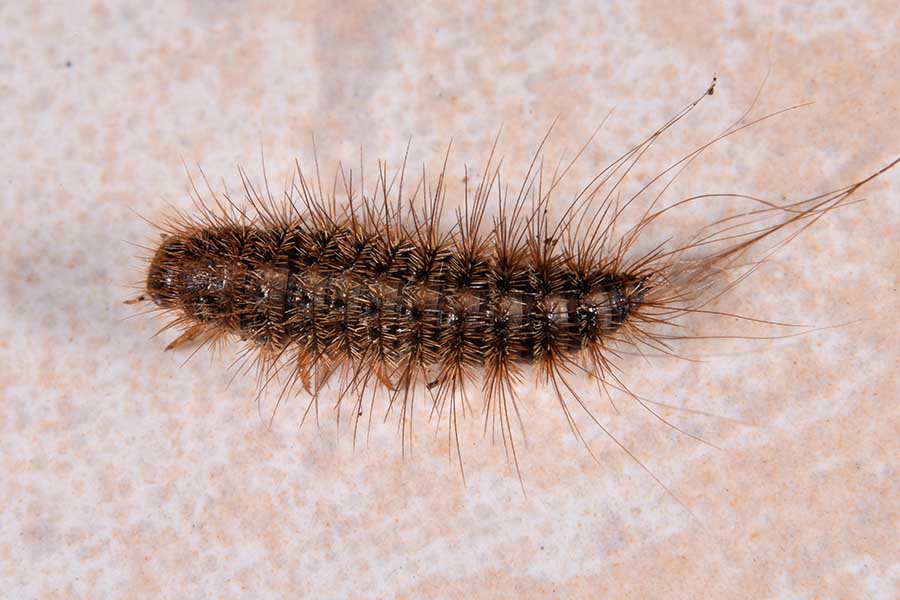 Identificazione:  larva di Dermestidae