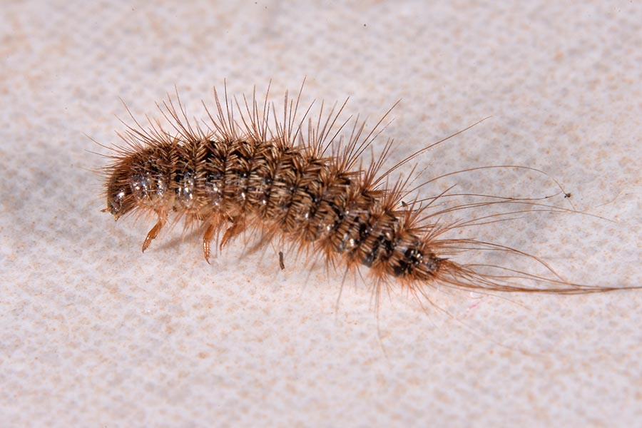 Identificazione:  larva di Dermestidae